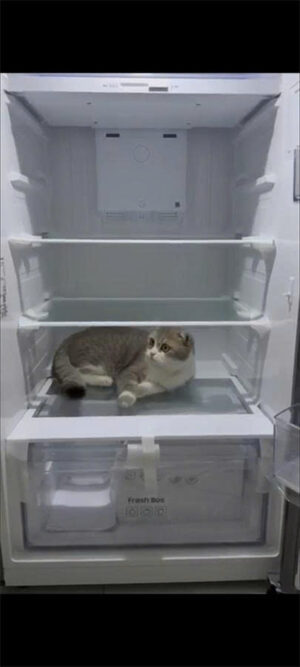 z7315443935676 1cecd64f2b5765445b8acaf4f498f4b7 - Tủ lạnh Samsung Inverter 305 lít RT31CG5424B1SV Tủ lạnh Samsung Inverter 305 lít RT31CG5424B1SV