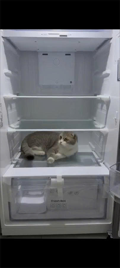 z7315443935676 1cecd64f2b5765445b8acaf4f498f4b7 - Tủ lạnh Samsung Inverter 305 lít RT31CG5424B1SV Tủ lạnh Samsung Inverter 305 lít RT31CG5424B1SV